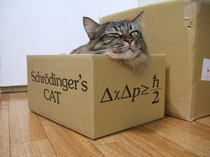 Schrdingers cat