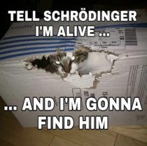 Schrdingers Cat Strikes Back
