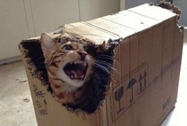 Schrodingers Cat Survived