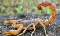 Scorpions look like they have a small crocodile on their backs