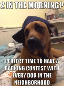 Scumbag dog