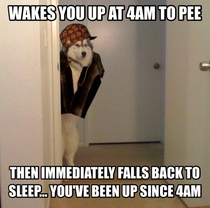Scumbag dog almost every night