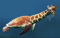 Sea Gurtle