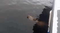 Sea lion sent into the air by a whale