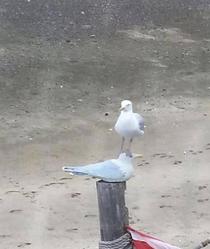 Seagull gives no fucks