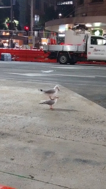 Seagull goals