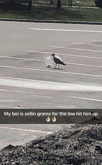 Seagull is holding down the block
