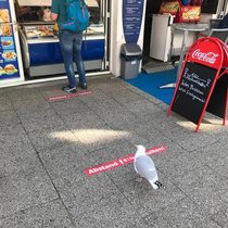Seagull keeping social distance