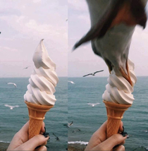 Seagull loving ice cream