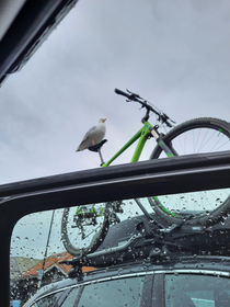 Seagull training for the Olympics spotted outside of local shops