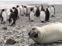 Sealfie bomb