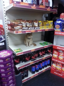 Security tried to get this cat out of my local supermarket Failed