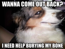 Seductive Dog wants some help