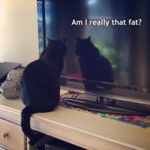 Self conscious kitteh