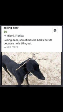 Selling deer