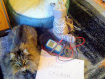 Send chicken hooman