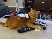 Seven is the number of items I can place on or around the cat before he gets pissed