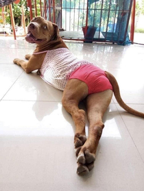Sexy Dog
