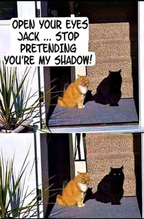Shadow cat