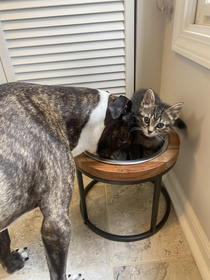 Sharing is caring DISCLAIMER I was monitoring this situation very closely and removed the cat after the pics My dog has  food aggression Just enjoy the cuteness