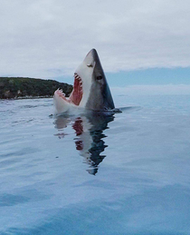 Shark stepping on a Lego