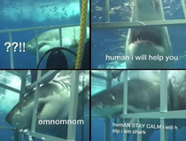 Sharks are good people