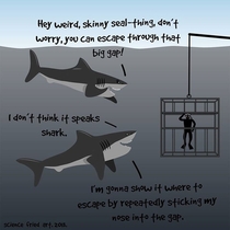 Sharks are nice guys