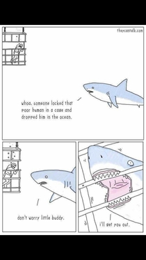 Sharks are so sweet