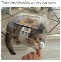 sharp cookies