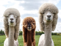 Shaved Alpacas For Your Viewing Pleasure