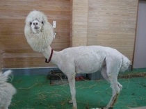 Shaved llama - The longer you look the funnier it gets