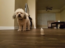 She chews her bones into tiny spikes and leaves them sitting like this around the apartment