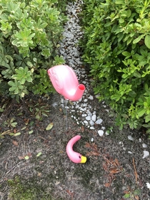 She finally found my cheap pink Flamingo after  months RIP lil buddy