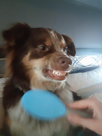 She hates being brushed She wont bite but she shows her teeth like this 