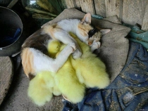 She is very protective of her ducklings