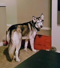 She refuses to jump over it Ive seen her airborne over other doggos