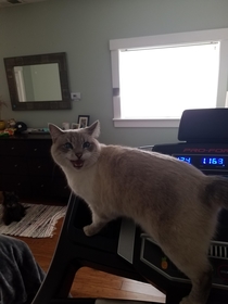 She sits on the treadmill and yells at me while I exercise