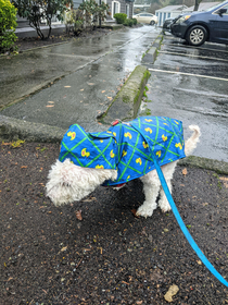 She wont go out in the rain without her raincoat