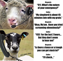 Sheep call centre