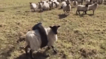 Sheep gets stuck in tire swing