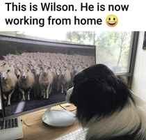 Sheepdog working from home