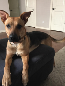 Shes not allowed on the couch For whatever reason she thinks this is a loophole for that rule