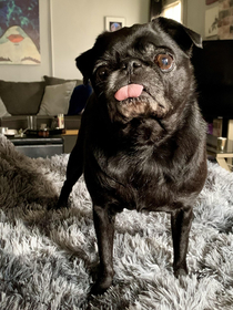 Shes still bout that pug life