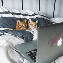 Shhh Theyre watching their show on Catflix