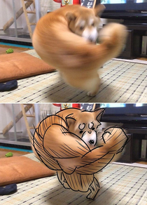 Shiba Inus Right hook punch