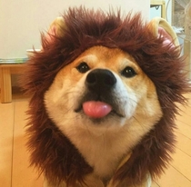 Shiba lion