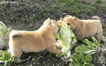 Shiba puppies vs Some Cabbage