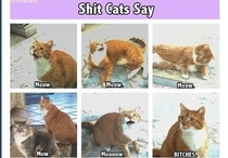 Shit Cats Say