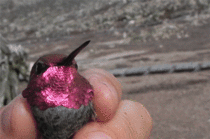 Showing off a hummingbirds iridescent head