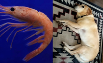 Shrimp or dog The stuff you didnt learn in school